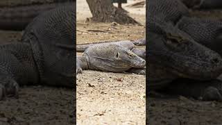 Komodoensis - The Dragon Unveiled