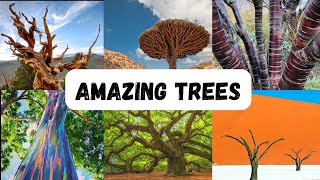 Amazing and unbelievable trees in planet