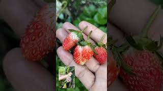 Panen Strawberry