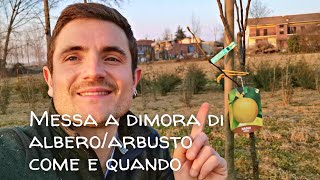 MESSA A DIMORA DI UN ALBERO / ARBUSTO COME E QUANDO