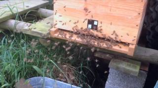 Activité des abeilles sur la planche de vol