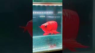 red chilly arowana#feeding #fish #shorts