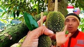 CARA SIMPAN BUAH DURIAN PRODUKSI SESUAI USIA UMUR POHON DURIAN 3 TAHUN SAMPAI 7 TAHUN.