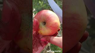 Fruit gardening 🍎🍐🍓🍑 #rurallife #organicharvesting #fruitfarming #satisfying @gardening_lover7469