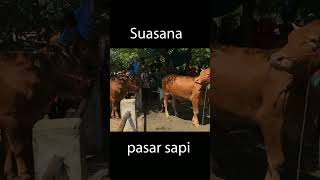 Suasana pasar sapi #sapi #sapisuper #shorts #trending