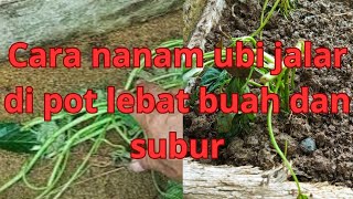 part1 cara menanam ubi jalar di pot agar subur dan lebat buah!! manfaat abu bakar untuk akar ubi