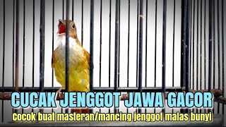 CUCAK JENGGOT JAWA BETINA GACOR,PANCINGAN CUCAK JENGGOT LAIN AGAR BUNYI/MASTERAN BURUNG LOMBA