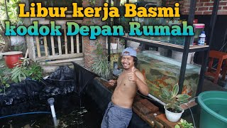 Libur kerja Basmi Hama kodok  d kolam koi depan Rumah