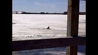 River otter grooming on Porcupine Lake