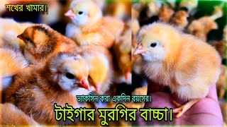 ভ্যাকসিন করা একদিন বয়সী টাইগার মুরগির বাচ্চা 😊 / মাশাল্লাহ দেখলেই নিতে মন চাইবে😍 / Tisha Agro