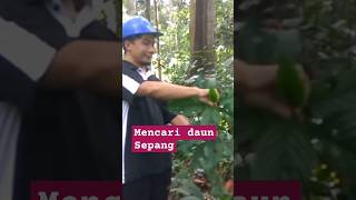 MENCARI DAUN SEPANG Claoxylon sp DI HUTAN KALIMANTAN