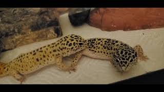 leopard geckos mating