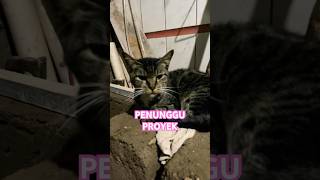 AGAR PROYEK AMAN, HARUS ADA PENUNGGU #pecintakucinglucu #catlovers #kucingkampung