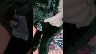 I LOVE KENZO | Funny cat