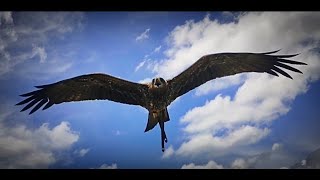 Amazing Black kite free fly || chil training💥💯