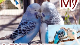 love birds لوبٹس