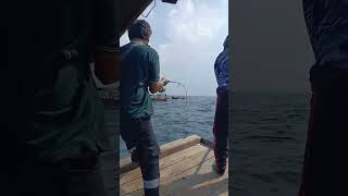 strike ikan tenggiri di laut BELAWAN