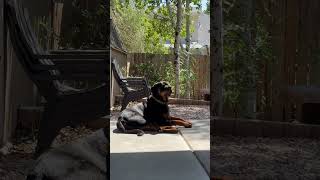 A happy boy in the wild. Apollo loves his new backyard in Colorado.