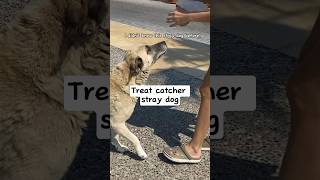 Treat catcher stray dog at the seaside 💙