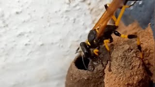 Mud-dauber Wasp constructing its nest and provisioning the nest with a Spiny orb weaver. #nature