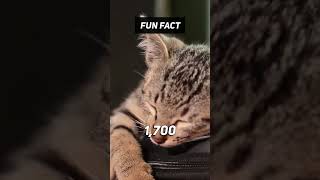 Fun Fact:🐈🍦 I never knew! #shorts #facts #viral #nature #cat