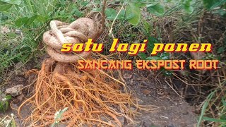 panen sancang ekspos akar