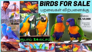 BIRDS FOR SALE  |  வெளிநாட்டு பறவைகள் விற்பனைக்கு   ||  EXOTIC BIRDS FOR SALE in TAMILNADU