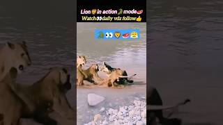 Lion🦁in action🐊 | lion vs crocodile | lion attack crocodile | @Wildshikaari007 | #shorts #nature