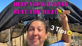 3 Hacks to Protect Your Garden From The Summer Heat