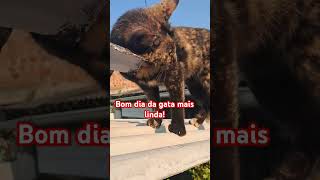 #viralvideo #gatos #motivacional #motivação #amoranimal #cuidado #caridade #fé #bondade #gatofofo