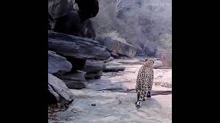 Leopard #naturelovers #nature #music #relaxingmusic