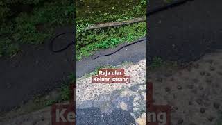 Raja ular keluar dari sarang