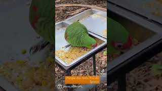 Parque das Aves, Foz do Iguaçu!