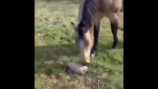 funny animal reaction