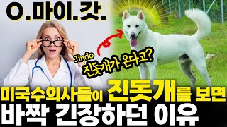 미국에서 진돗개를 만난 수의사들의 반응은 어떨까? 미국 수의사들이 진돗개만 보면 바짝 긴장했던 이유!