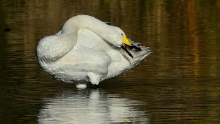 Artenporträt Singschwan