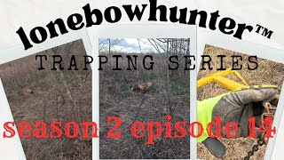 coyote trapping with sabertooth drags,( trapping series, season 2, ep.14)