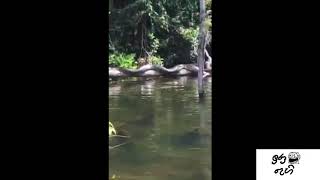 Anaconda | The Giant snake