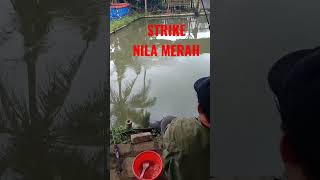 STRIKE IKAN NILA MERAH