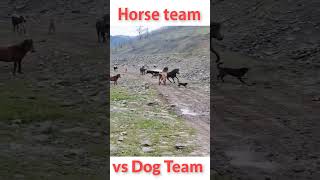 Horse team vs dog team