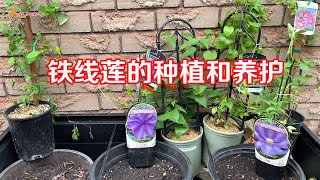 铁线莲的种植和养护/how to plant clematis?