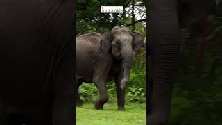 Elephant Threat Display & behaviour before Attack #shorts #wildlife #nature #travel #explore