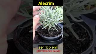 Para que  serve o chá de alecrim.  #shortvideo #dicasnaturais #remédios