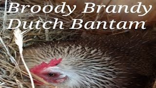 Meet Brandy The Broody Dutch Bantam PT 1