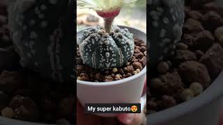 Day off be like♥ #plantita #superkabuto #cactus #fyp