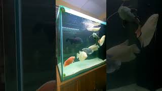 #beautiful Aquarium fish tank..!!💥💥😇🥰