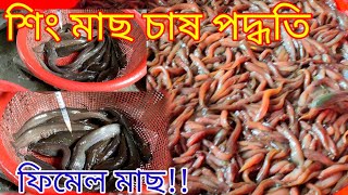 শিং মাছ চাষ পদ্ধতি ও খাবার | শিং মাছের পোনার দাম কত | শিং মাছের পোনা উৎপাদন পদ্ধতি | বালা ফিশারিজ