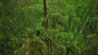 Falling into deep sleep with the sounds of rain.