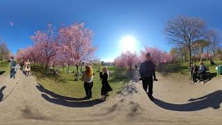 Travel 360˚ Cherry Blossom at Roihuvuori Helsinki 🇫🇮 Finland ヘルシンキの桜(2019.5.5) 360°ビデオ