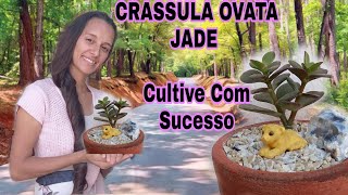 CRASSULA OVATA JADE # Tenha Sucesso no Cultivo